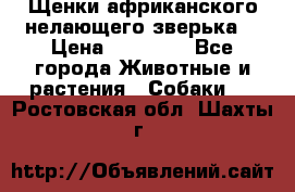 Щенки африканского нелающего зверька  › Цена ­ 35 000 - Все города Животные и растения » Собаки   . Ростовская обл.,Шахты г.